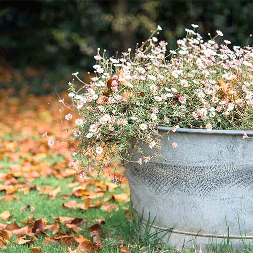 1. PLANT HARDY FLOWERS IN<br />
UPCYCLED CONTAINERS