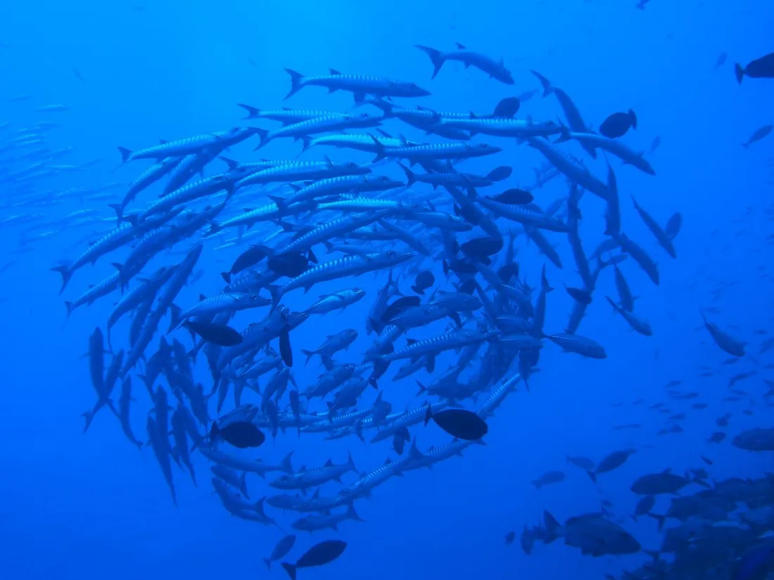 Bradford Shoals, Papua New Guinea