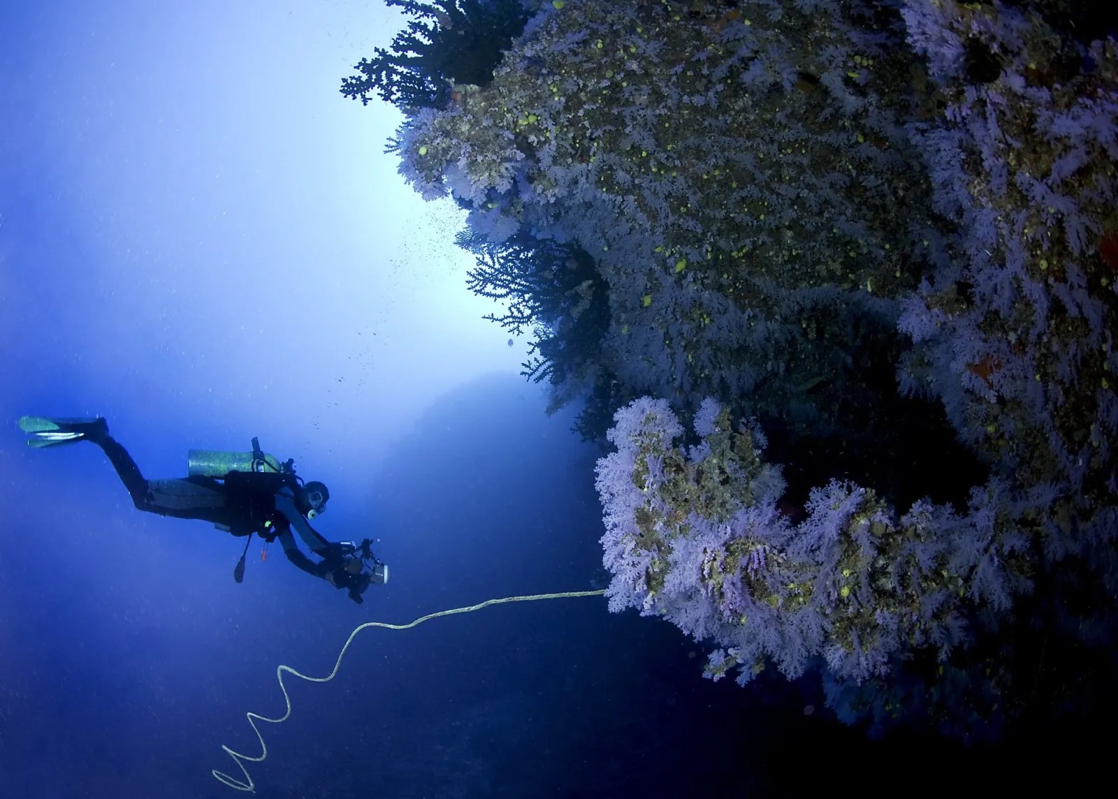 The Great White Wall, Fiji