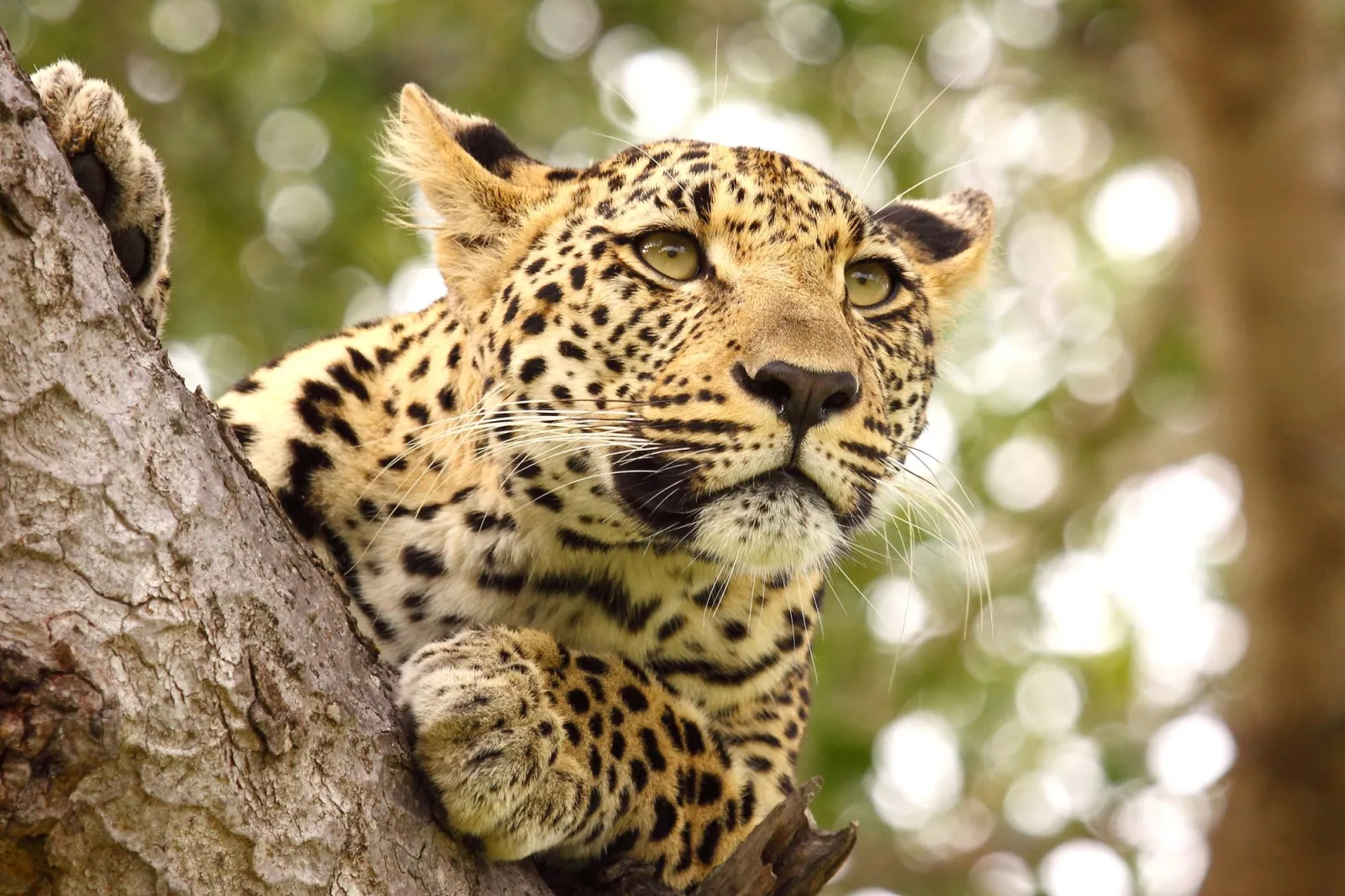 Wild Mania of Tanzania
