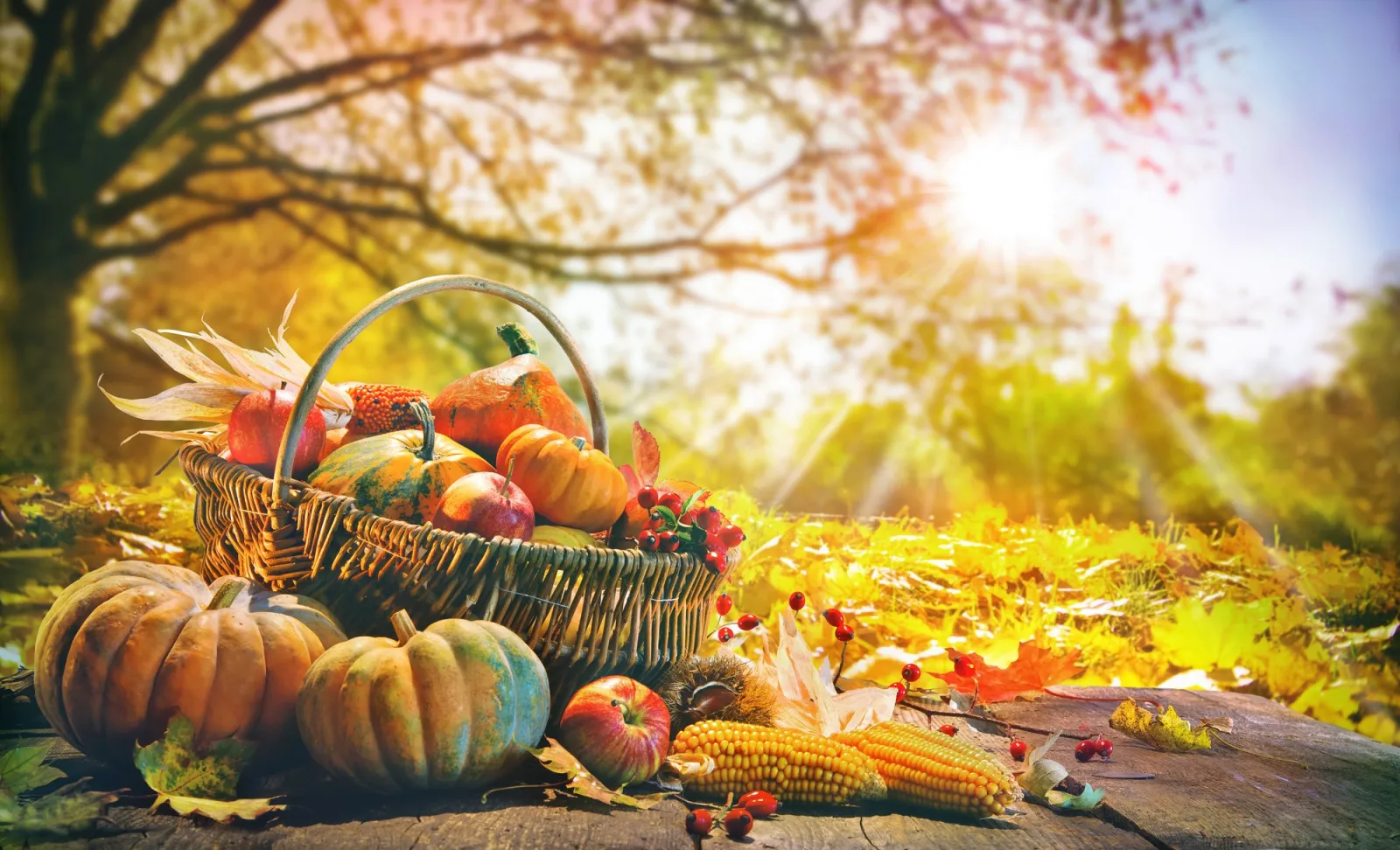 Leaves are Falling, Autumn is Calling