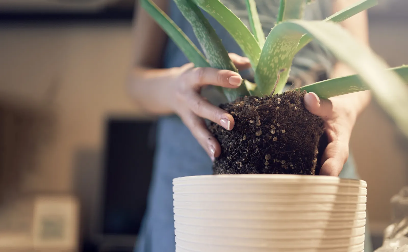 No To Re-Potting During Heat Wave