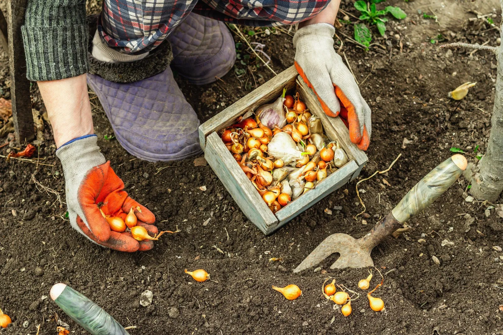 Plant New Vegetables