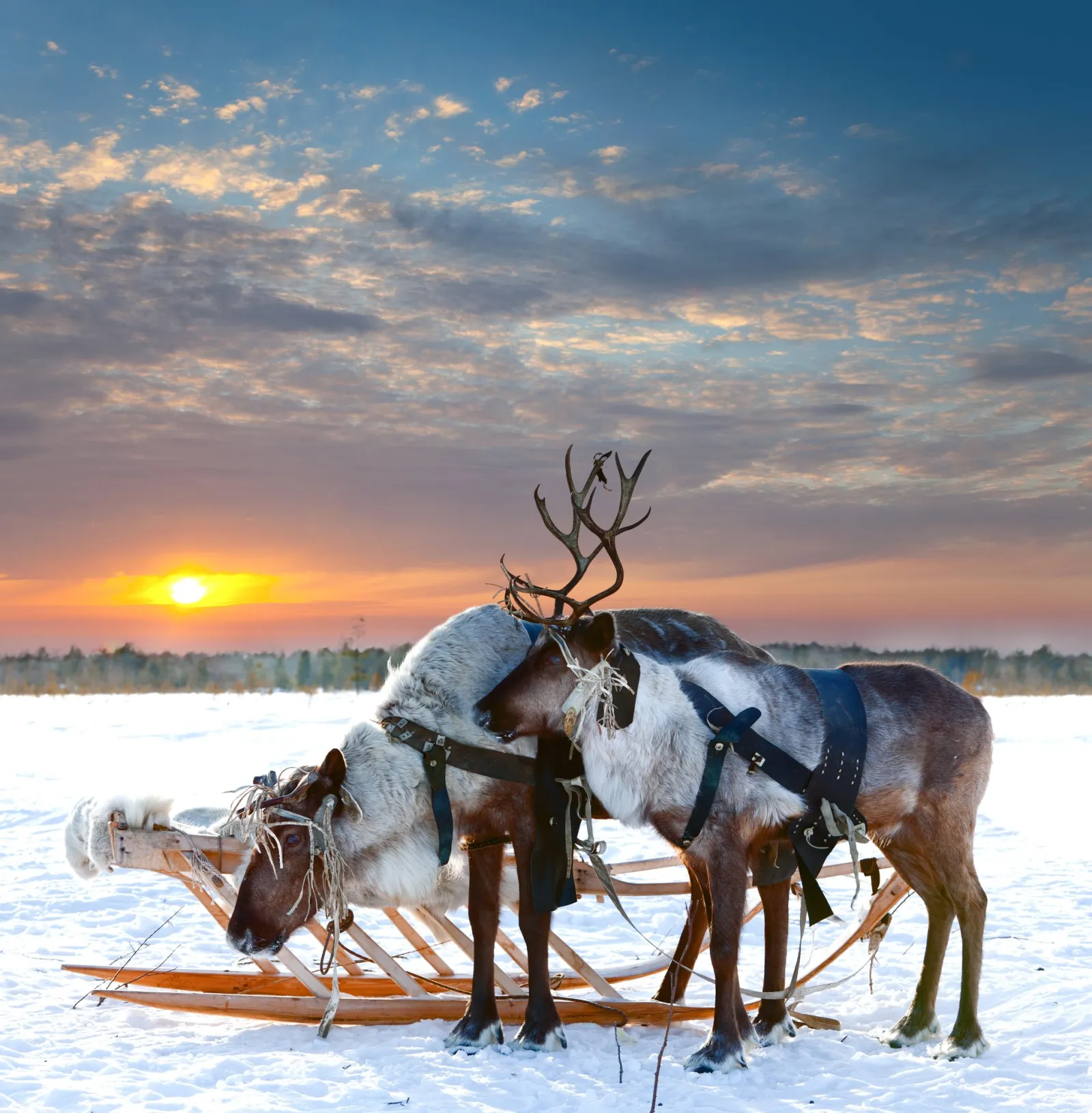 Snuggle Up, Snowmobiles and Northern Lights