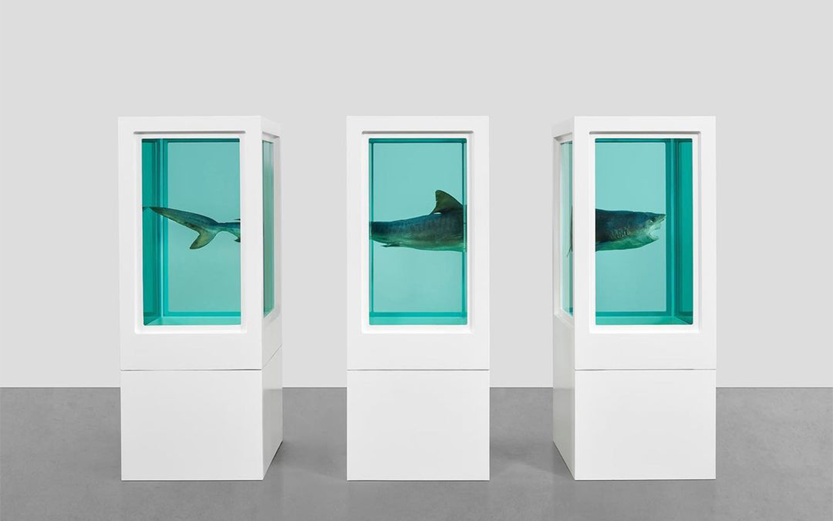 dead shark artpiece